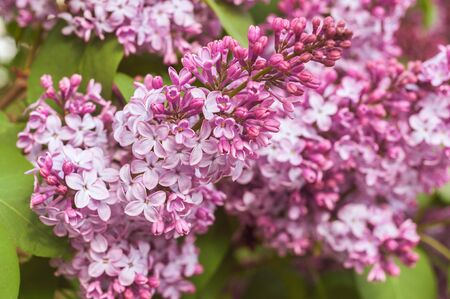 macro photo of many lilac buds and leavesの写真素材