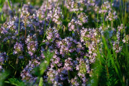 beautiful small flowers of thyme purple color close upの写真素材