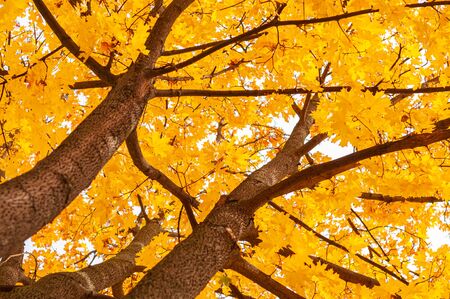 Tree trunk with maple leaves. view from below. Autumn background with golden yellow foliage. Bright autumn time. Colorful time year. Plants outdoors. Horizontal background.の写真素材