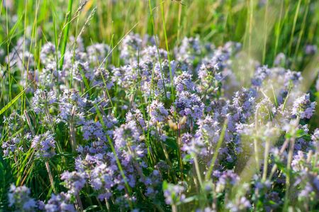 beautiful small flowers of thyme purple color close upの写真素材