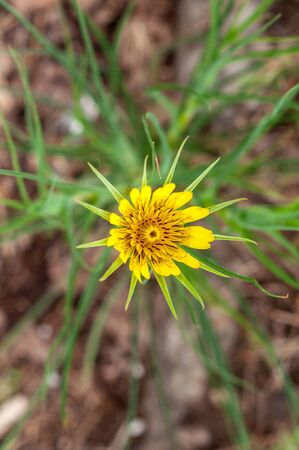 one yellow colorful flower with green leaves top viewの写真素材