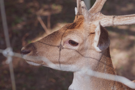 Young beautiful deer in captivity. Blurred background. Image wild animal in zoo. Caring for animal...