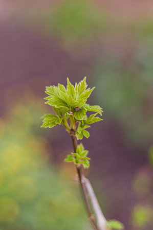 First green leaves bloom on twig in early spring. Close-up. Blurred background. Natural background....