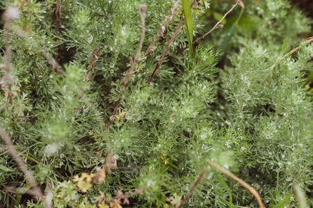 Beautiful dew on green branches decorative shrub. Fresh green plants as background. Warm sunny morning in garden. Beautiful nature. Horizontal photo. Closeup. Natural background. Outdoors.の写真素材
