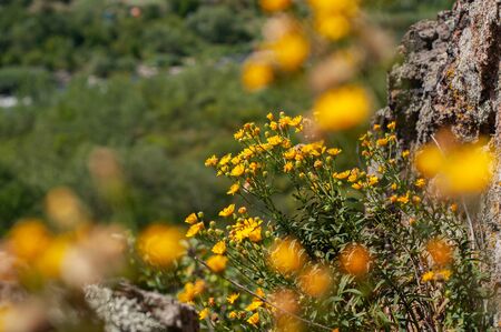Yellow wild flowers growing on cliffs in nature. Blurry flowers in foreground. Granite rocks in background. Bright summer flowers. Sunny picturesque summer day among plants. Horizontal photo.の写真素材