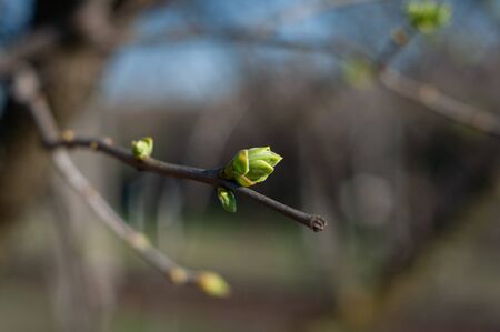 Blooming young green leaves on tree branch. Closeup. Blurred background. Morning soft light illuminates first leaves. Colorful awakening of nature. Beautiful nature. Horizontal photo.の写真素材