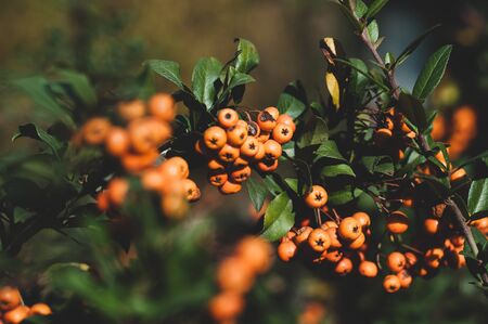 Bright orange berries of evergreen ornamental bush. From beginning of autum until winter, numerous spherical, golden-yellow fruits are held. Hedgerows and most famous wall bushes. Horizontal photo.の写真素材