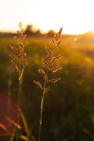 Golden sun shines on blades grass in fall. Beautiful peaceful natureの写真素材