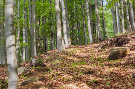 Path along slope mountain rises to top ground covered dry leavesの写真素材