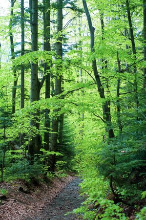 Secluded trail in summer forest in early morning. Awakening of nature. Lush green trees in dense forest. Quiet walk through green trees on beautiful day. Vertical photo. Outdoors.の写真素材