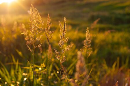 Field with green, grassland grass during sunrise, beautiful morning nature outdoors. Meadow lit by golden rays light, wild grass plants.の写真素材