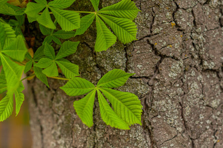 Bright green leaves chestnut as background. Close-up. Contrast green leaves and brown trunk texture....