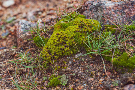 Bright green moss and grass among granite, brown stones, outdoors, soil plant, flora in nature. Close-up photo.の写真素材