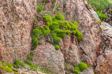 Bright green moss and grass among granite, brown stones, outdoors, soil plant, flora in nature. Close-up photo.の写真素材