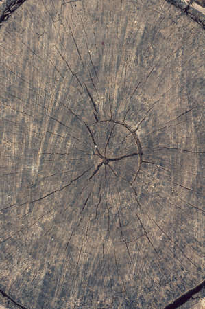 Background from sawn stump, old cracked weathered tree, wood grain, atmospheric impact, outdoors, vertical photo, close-up.の写真素材