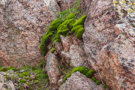 Bright green moss and grass among granite, brown stones, outdoors, soil plant, flora in nature. Close-up photo.の写真素材