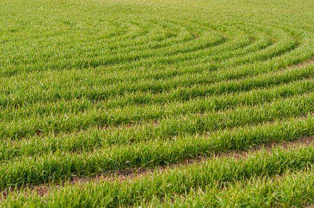 Bright background juicy, green wheat sown in field, cereal plants outdoors, agriculture, agronomy. Horizontal photoの写真素材