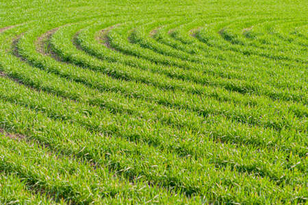 Bright background juicy, green wheat sown in the field, cereal plants outdoors, agriculture, agronomy. Horizontal photo.の写真素材