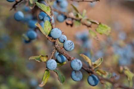 Wild thorny bush blackthorn, bright tart-sweet blue delicious wild berries, natural outdoor landscape. Small green leaves.の写真素材