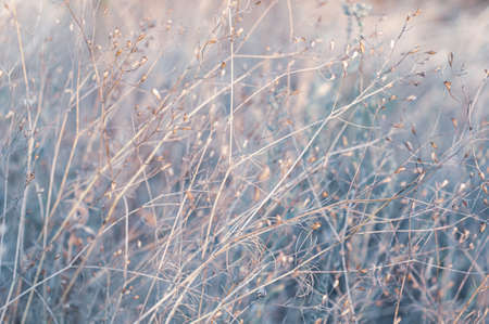 Wild field with flowers, delicate delicate plants on beautiful blurred background close-up. Autumn nature, meadow with dry yellowed plants, natural outdoor landscape.の写真素材