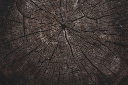 Old tree stump, texture background timber cut annual rings. Outdoors, influenced by atmosphere and damp.の写真素材