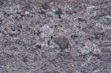 Gray concrete wall, old surface with peeling plaster. Building board texture.の写真素材