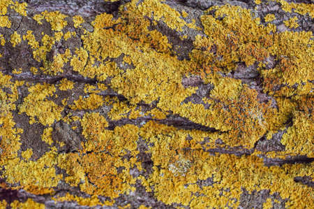 Bright autumn oak foliage close up, dry yellowed leaves, autumn season nature outdoorsの写真素材