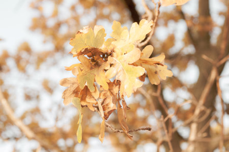 Bright autumn oak foliage close up, dry yellowed leaves, autumn season nature outdoorsの写真素材