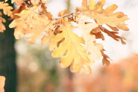 Bright autumn oak foliage close up, dry yellowed leaves, autumn season nature outdoorsの写真素材