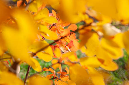 Bright autumn oak foliage close up, dry yellowed leaves, autumn season nature outdoorsの写真素材