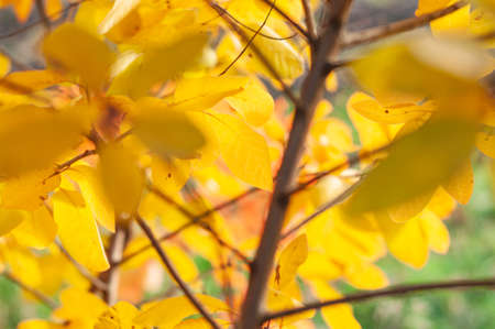 Bright autumn oak foliage close up, dry yellowed leaves, autumn season nature outdoorsの写真素材