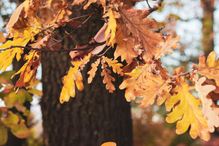 Bright autumn oak foliage close up, dry yellowed leaves, autumn season nature outdoorsの写真素材