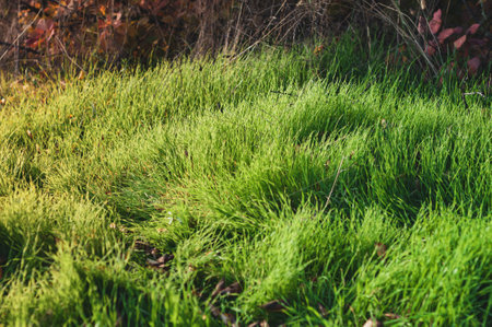 Rocky fast river. Running water, flowing with rapids, horizontal photo.の写真素材