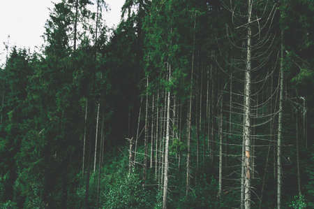 Tall pines close-up, slope mountain is overgrown with dense dark green forest.の写真素材