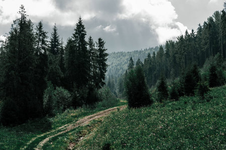 Old dirt road overgrown with grass among tall coniferous trees in forest, mountainside overgrown...