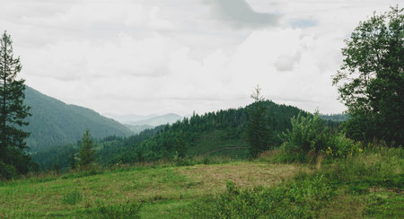Nature Carpathians, Ukraine mountain wilderness landscape, panorama hills mountain range covered...