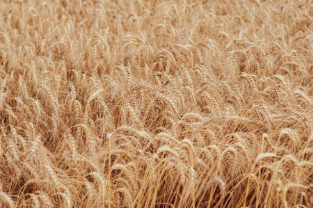 Woman with hat in her hands in summer field golden wheat, beautiful happy girl with golden brown hair, enjoying life, field with ripe spikelets. Outdoor lifestyle.の写真素材