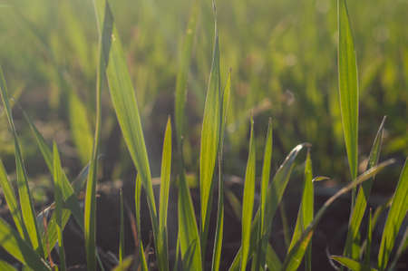 Blurred background with small green sprouts of wheat on field close-up. sunlightの写真素材