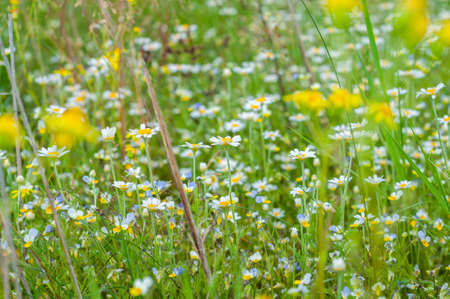 Beautiful summer floral background with delicate white chamomile flowers and yellow and purple flowers close-up on meadow in grass. Outdoors nature.の写真素材