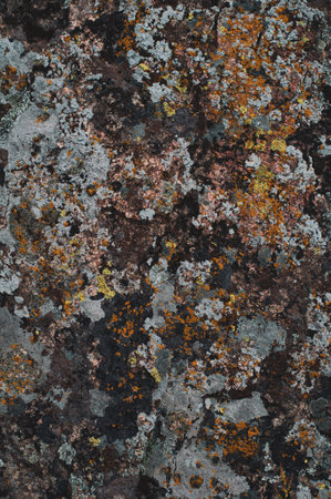 Background from green moss and fallen pine needles, surface of ground in forest close-up, top view. Outdoors nature.の写真素材