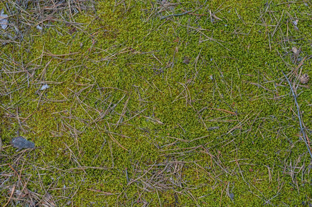 Background from green moss and fallen pine needles, surface of ground in forest close-up, top view. Outdoors nature.の写真素材