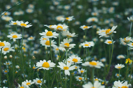 Beautiful summer floral background with delicate white chamomile flowers close-up on meadow in grass. Outdoors nature.の写真素材