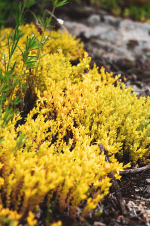 Yellow flowering moss Sedum Sexangulare Plants mats ornamental flowering moss ground cover plantsの写真素材