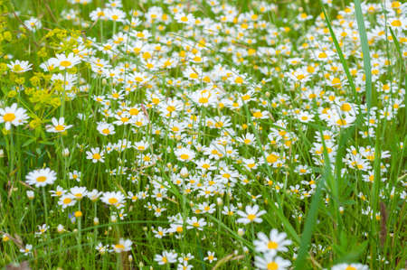 Beautiful wildflowers, white field chamomile close-up, nature outdoors.の写真素材