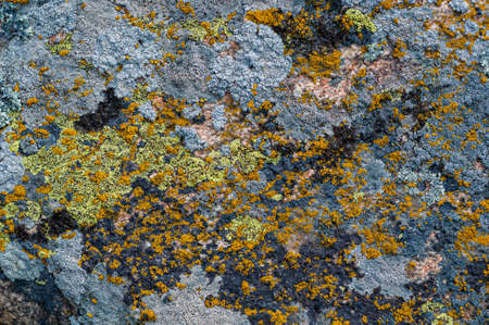 Background with granite stone overgrown with various moss and lichen.の写真素材