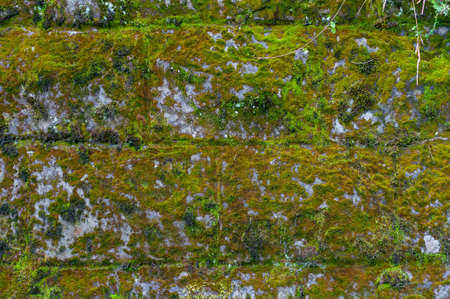 Lawn overgrown with grass background close up nature outdoors, top viewの写真素材