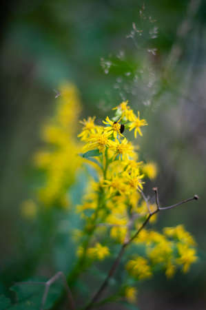 Heather on a forest glade background close-up, beautiful purple flowers on a blurred forest backgroundの写真素材