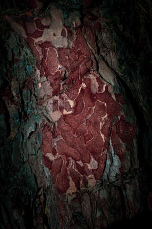 Pine bark close up texture background, reddish resinous wood.の写真素材