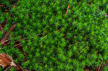Sedum moss growing in forest close-up, Moss Polytrichumの写真素材
