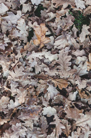 Dry oak leaves fallen on the ground close-up, autumn background view from topの写真素材